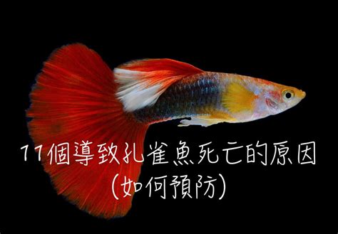 魚缸魚一直死|11個導致孔雀魚死亡的原因(如何預防)